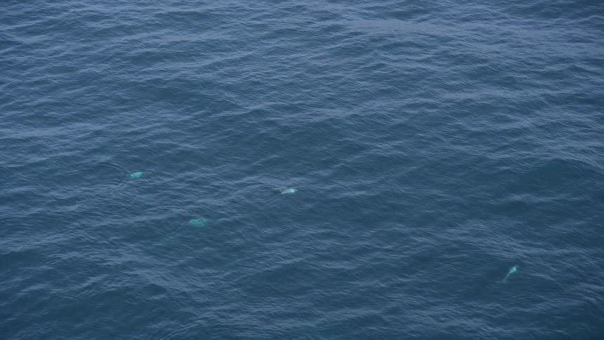 Aerial view of a group of dolphins swimming in the ocean