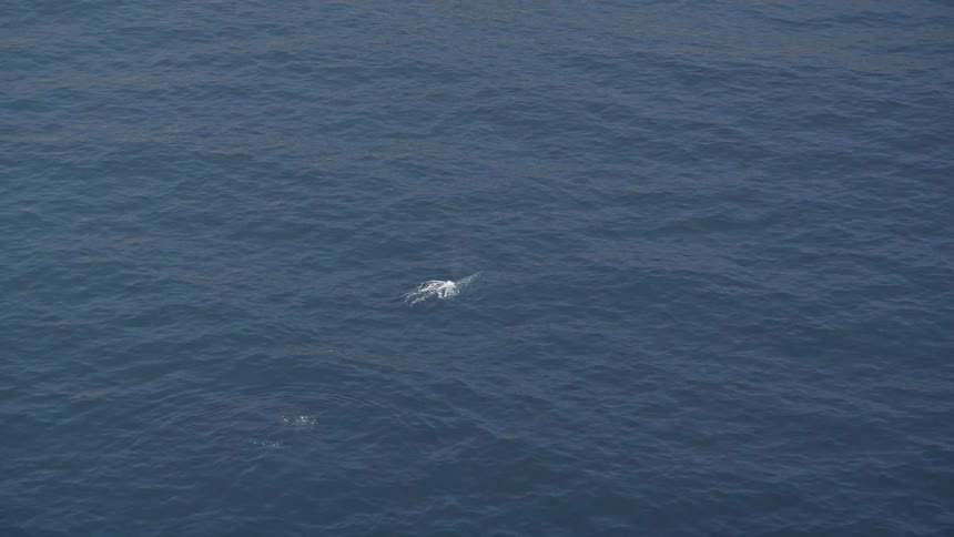 Aerial view of the sea with a whale on the surface