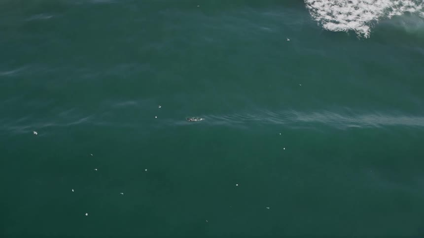 Aerial panorama of a calm sea with flying birds and aquatic animals