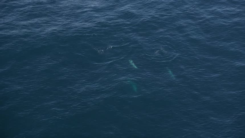 Dolphins swimming near the ocean surface