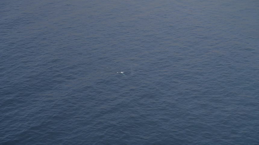 Aerial landscape of a calm sea with a marine animal close to the surface