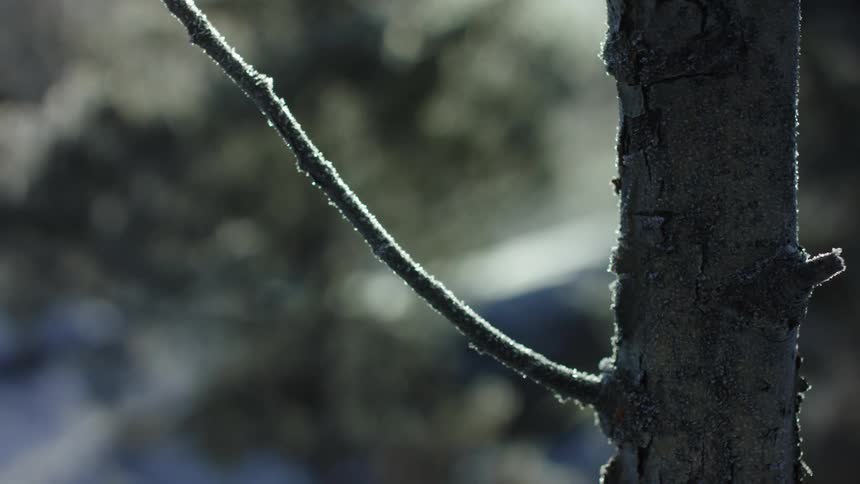 A close up footage of a tree trunk