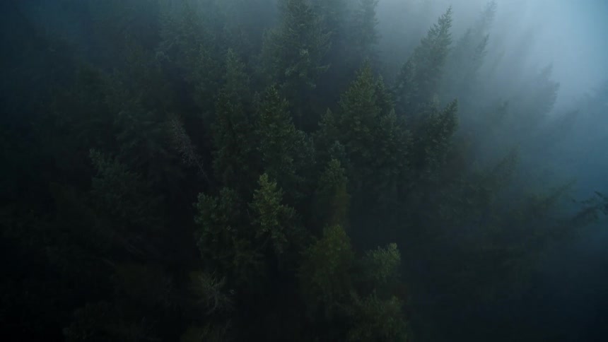A footage of a misty woodland