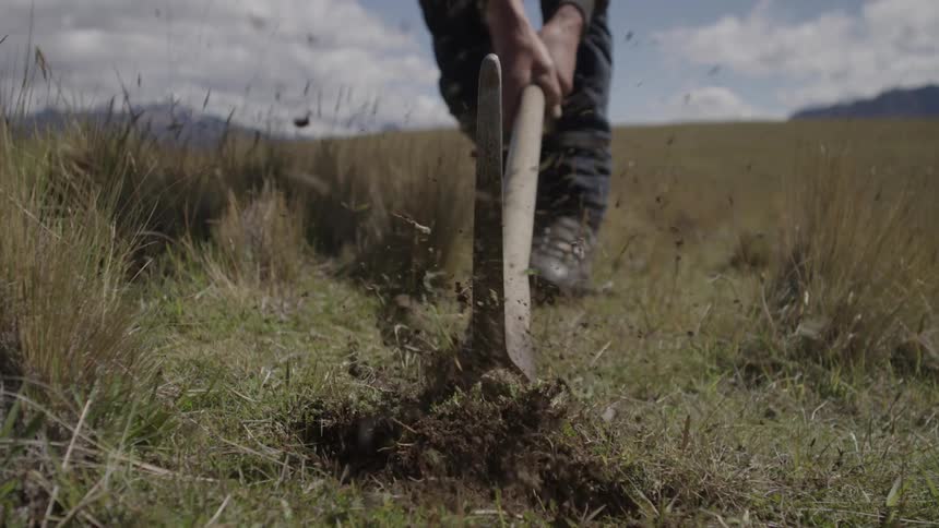 Person weeding with a hoe in a grassy field