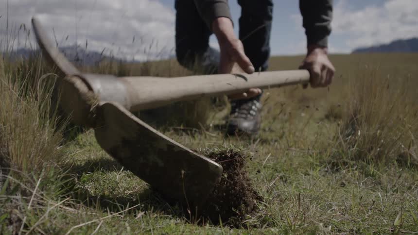 A man is digging in the grass with a pickax