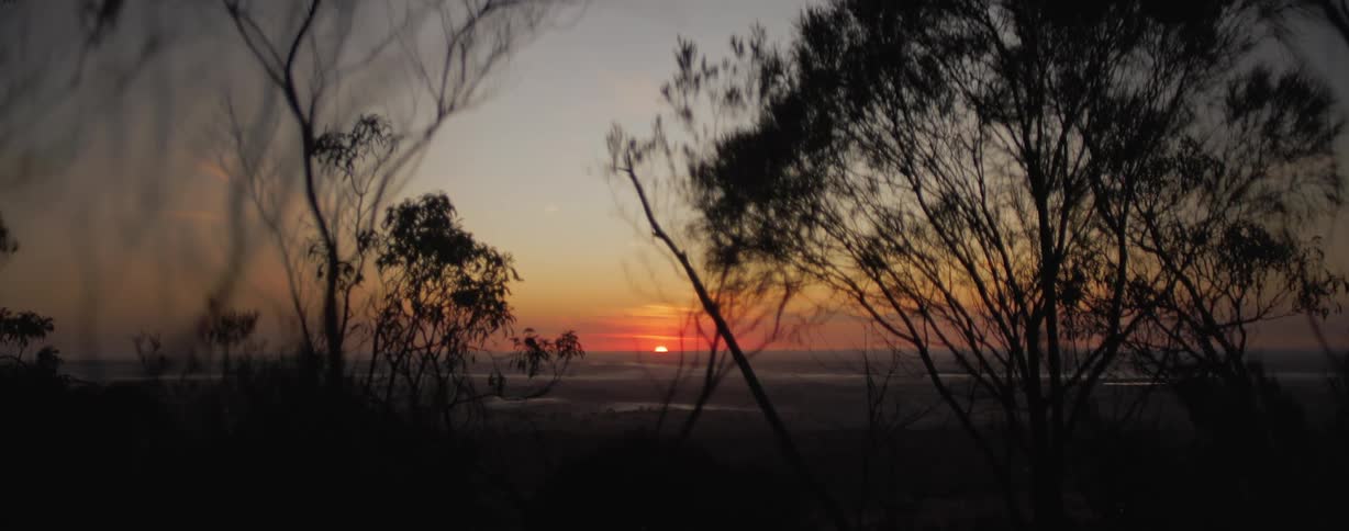 The sunset sets over the ocean the wind blowing silhouetted trees