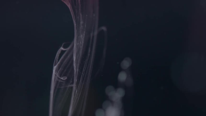 A reddish fluid appears to move slowly through another fluid creating strings of fluid