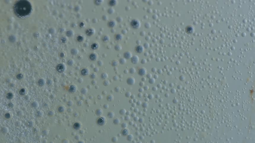 The water below is a white film and bubbles on top
