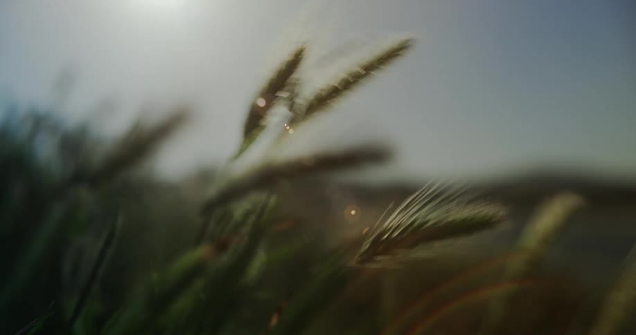 Coastal grass blows in the wind with the water beyond