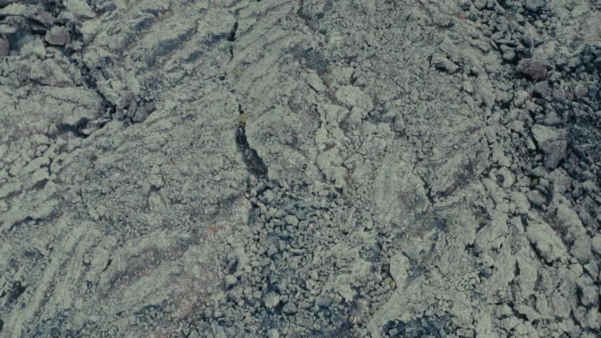 A small plant grows on a rocky and sandy soil
