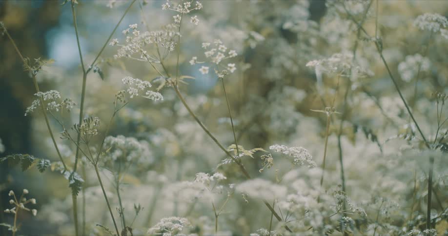 Several thin plants with some white flowers moving according to the wind