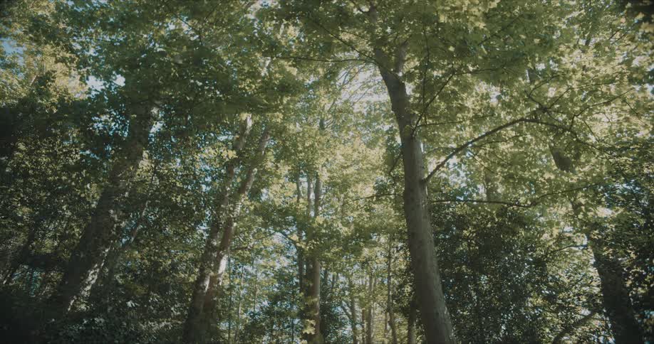Upward view on a forest full of green trees