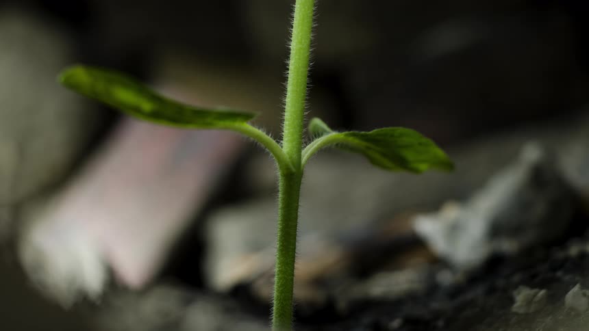 A plant grows and dies in high speed