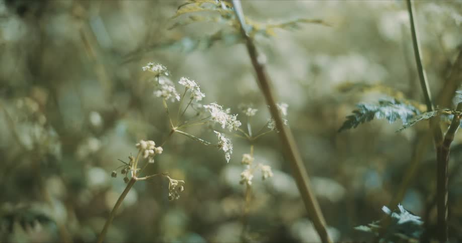 Closeup of small white flowers on stems and greenish flowers with sunlight reflection