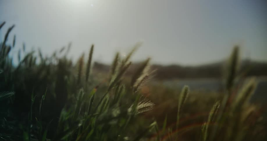 Coastal grasses blowing in the wind at sunset