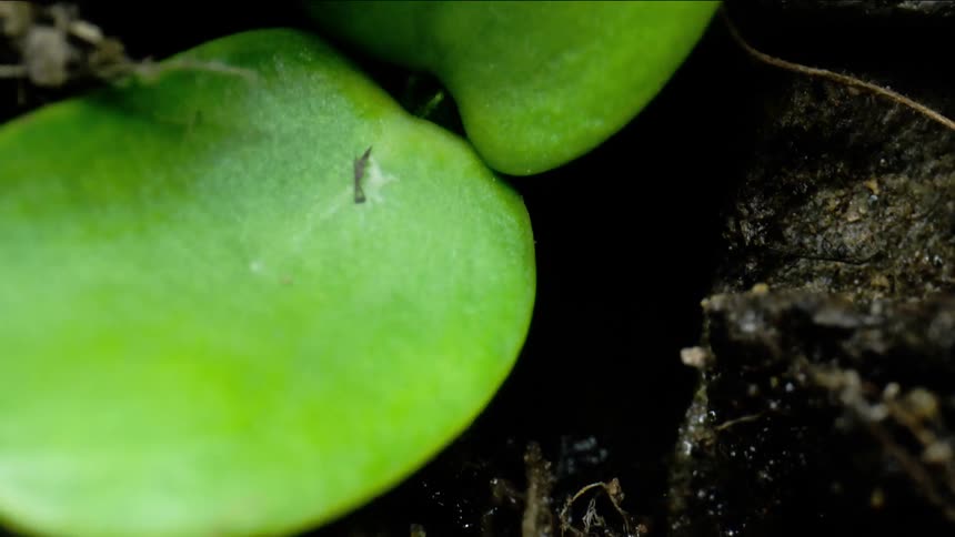 The plant sprouts and grows