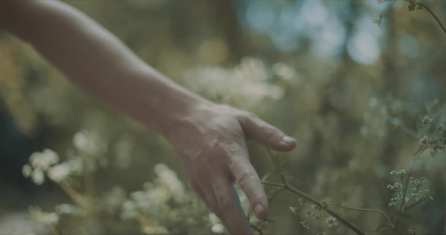 A womans hand grazes tiny flowers as she walks by them in a forest