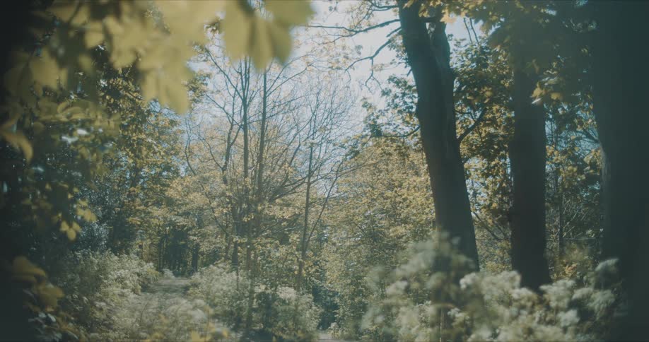 Sunlight filters through the dense canopy of trees in this peaceful forest scene