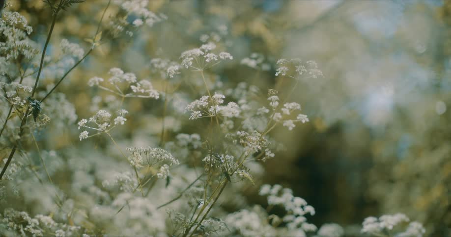 Wind blows the white flowers