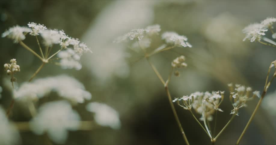 A small plant with many branches waving in the wind