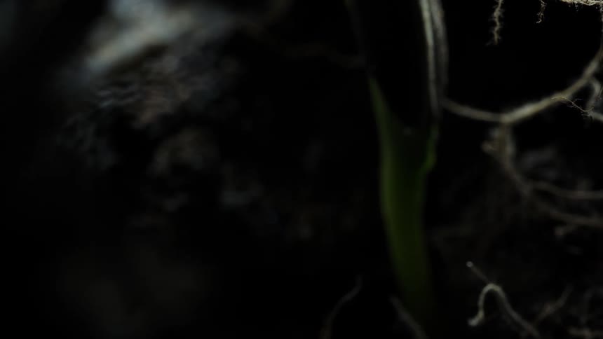 A plant sprouts and grows
