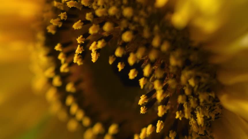 Extreme closeup of the core of a sunflower blooming
