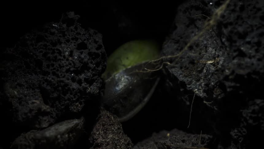 A sunflower seed with a brown and yellow shell emerges from the darkness