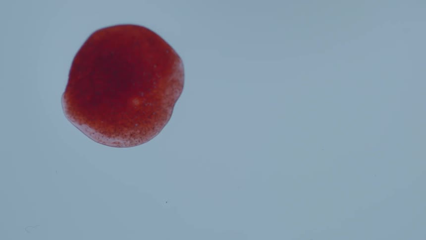 A drop of red liquid drops on a white area