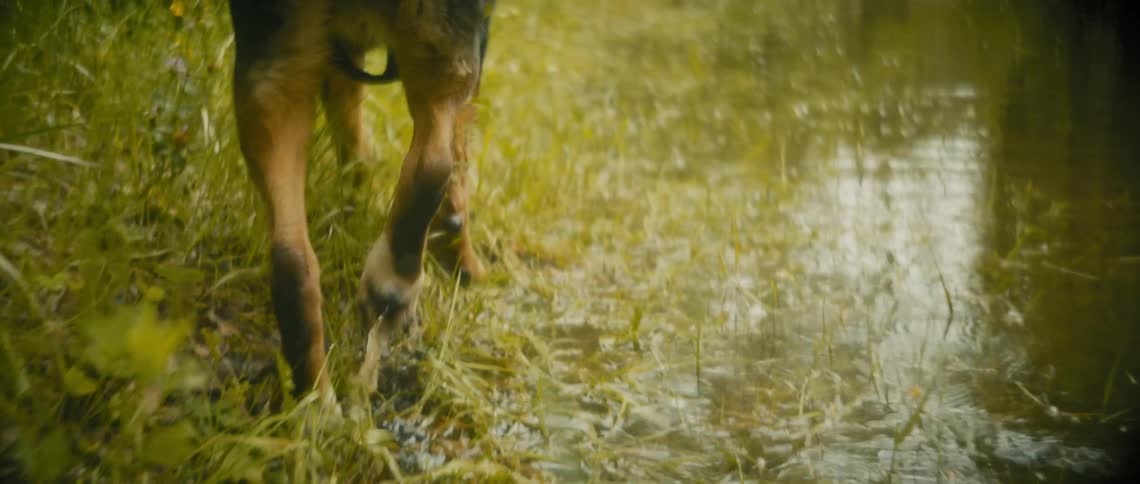 A close up clip of a dog walking through the swamp