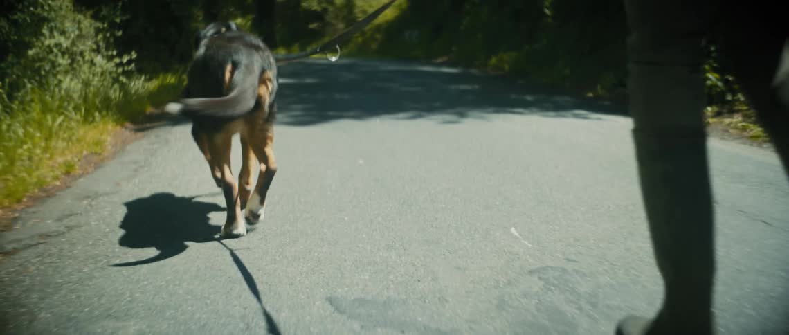 A person walks their dog down a road surrounded by woods