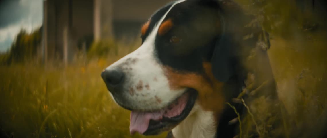 A dog is barking in the tall grass