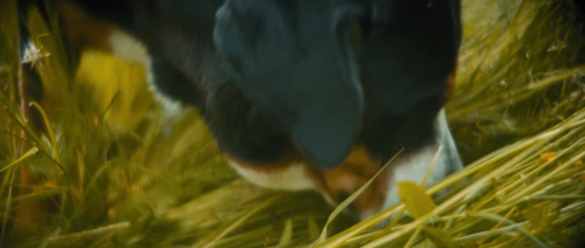 Dog sniffs through plants in house yard