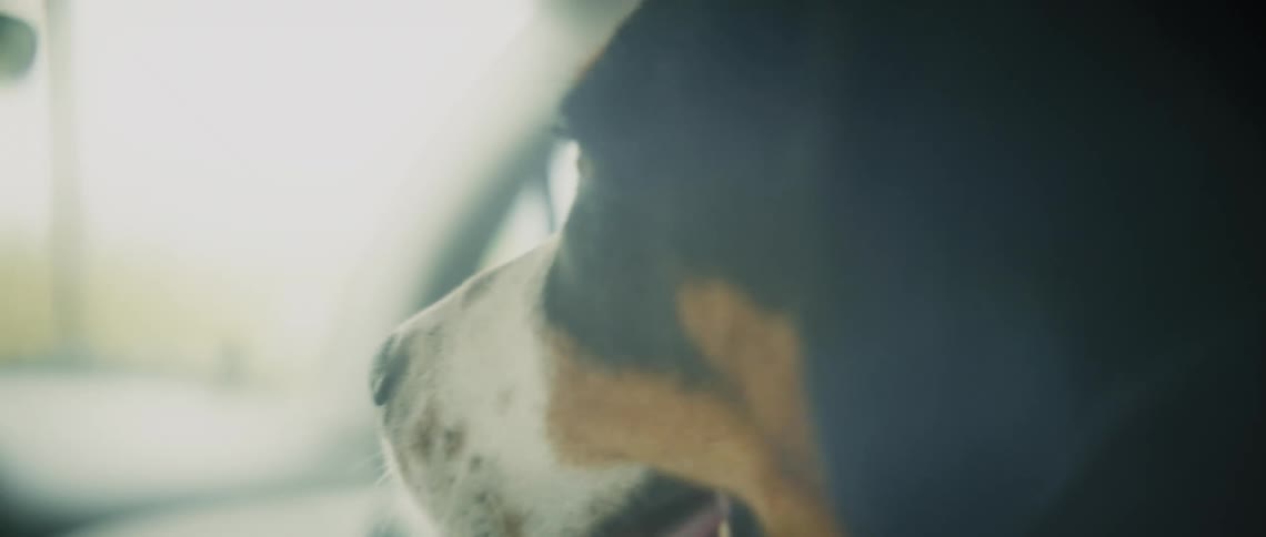 A dog is riding in the car
