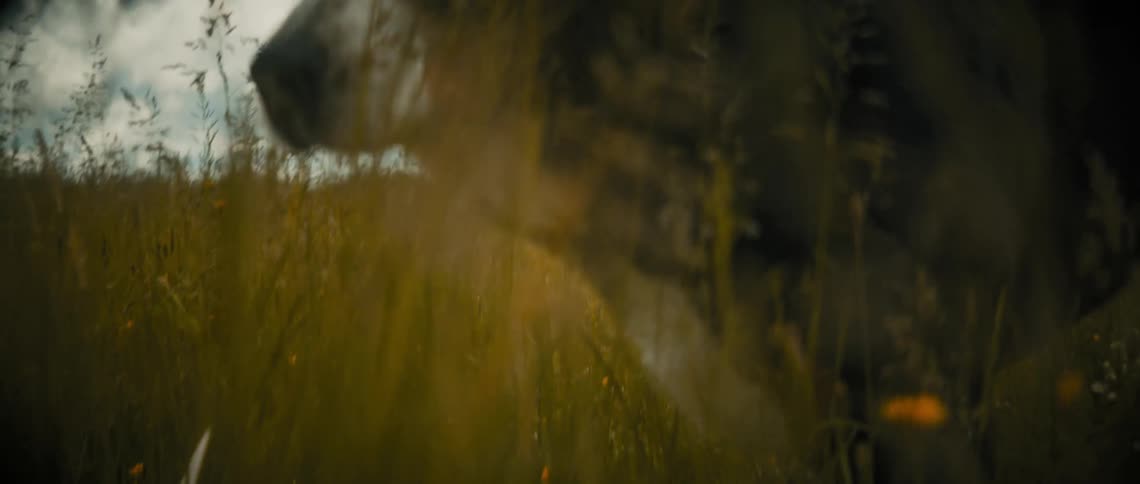 A greater swiss mountain dog is walking through a field of tall grass