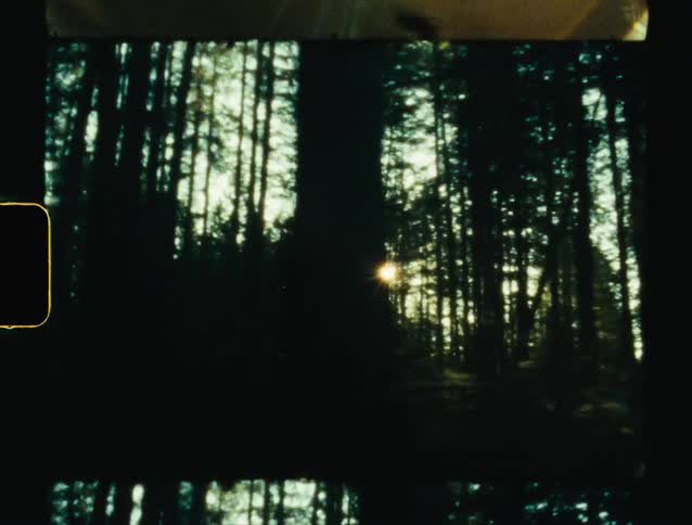 The sun shines through a forest