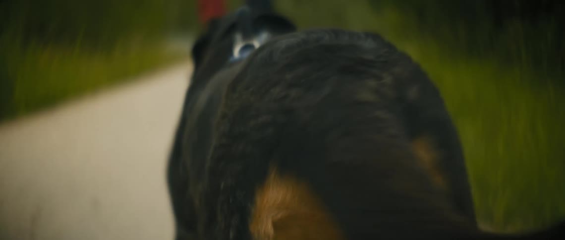 A dog is being walked on a path