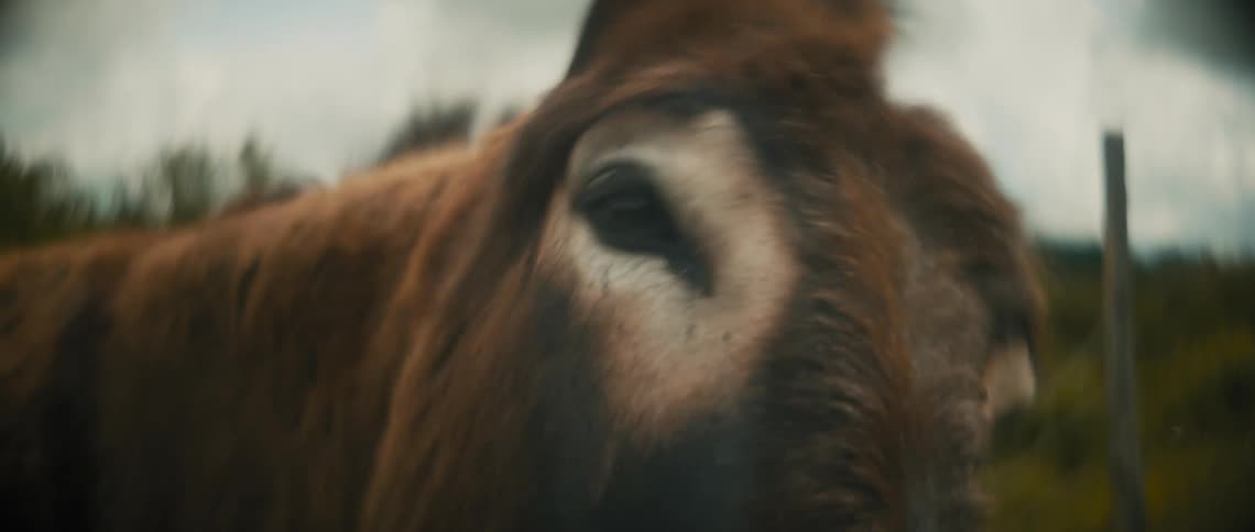 A donkey is chewing on some grass