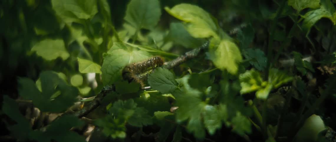 A caterpiller on a plant branch not moving