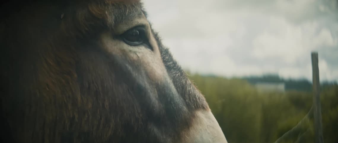 A donkey eats food while standing near a fence in a field