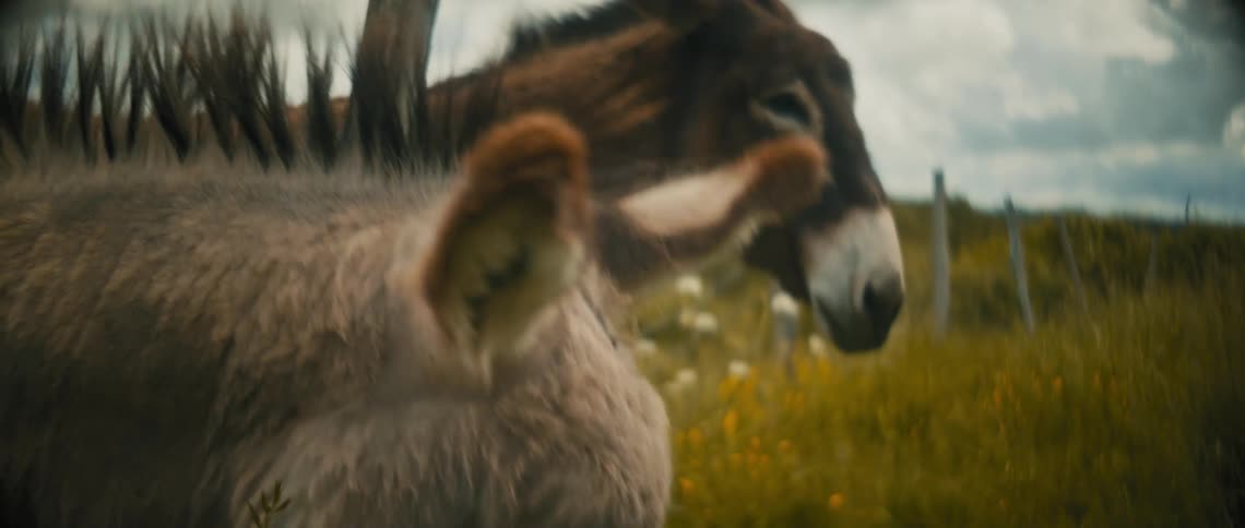 A hand feeds two donkeys near a fence on a grass field