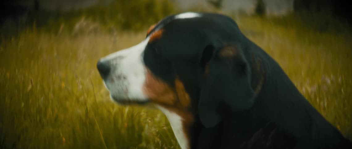 A person feeds their dog outside
