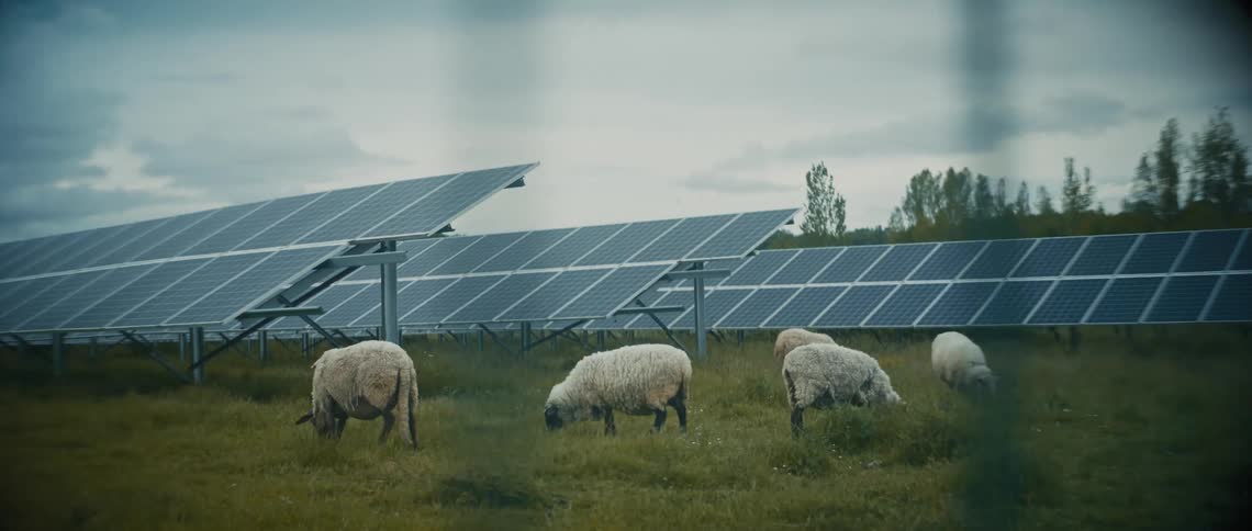 Sheep are grazing by the solar panels