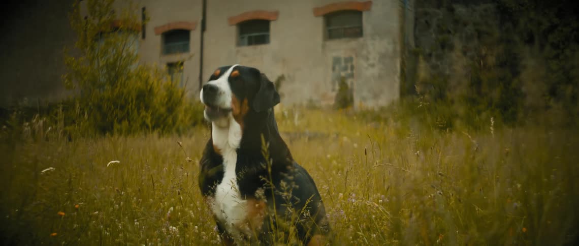 A dog is sitting in the tall grass