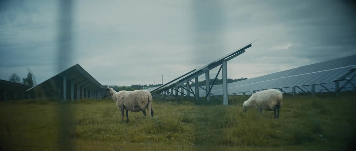 Sheep graze in a field containing solar panels on a cloudy day