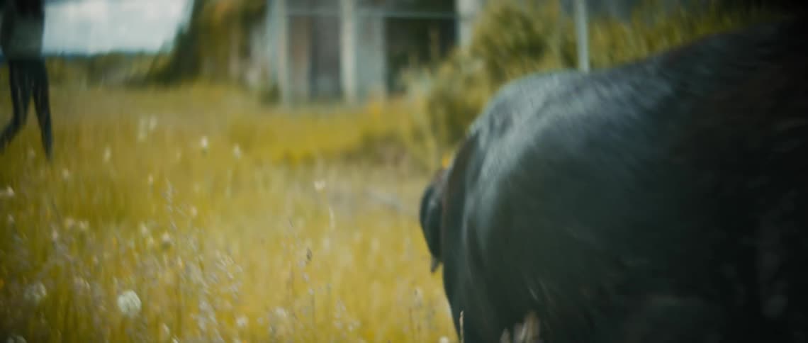 A dog walks through the grass