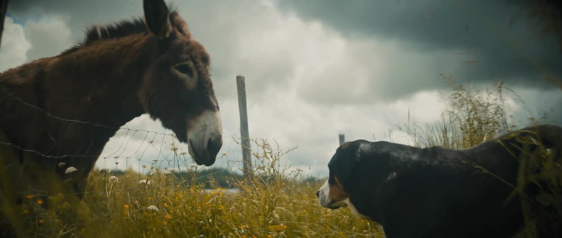 A dog barks by the grazing donkey