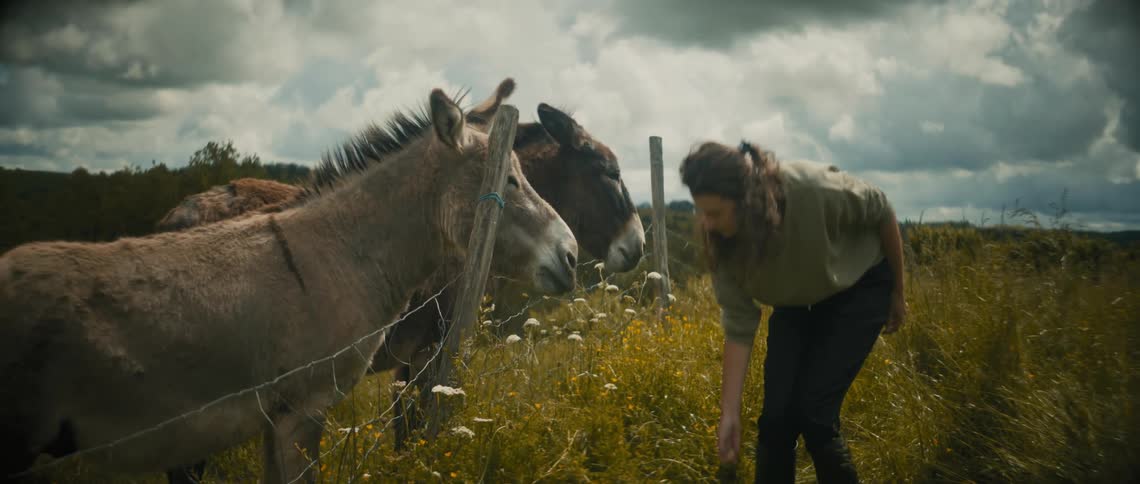 A woman hand feeds two donkeys