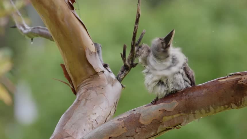 A bird with ruffled feathers shakes on a bare branch