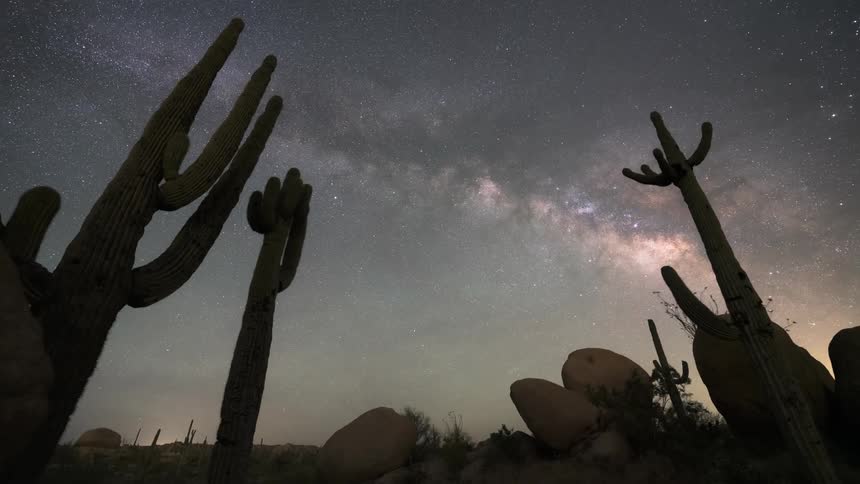 Starry night sky and the milky way with silhouettes of tall cacti in the foreground