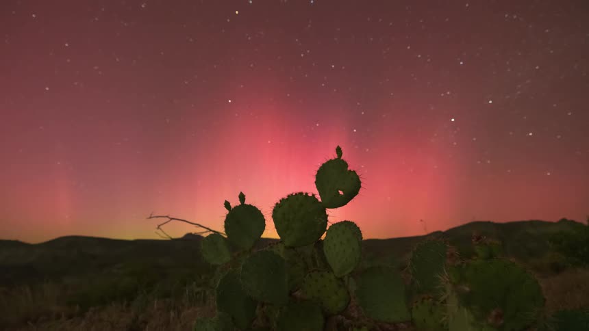 Night sky with reddish and starry aurora borealis stretches above rolling hills with a prominent cactus